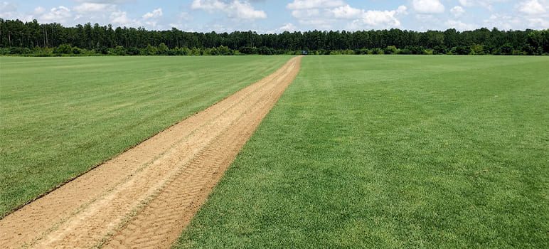 A melhor grama para sua obra